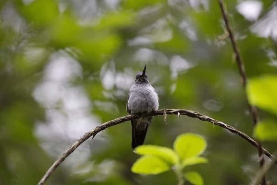 Babonneau/Castries: Rainforest Zip Line, Tram, and Hike Tour - Three rainforest experiences in four hours