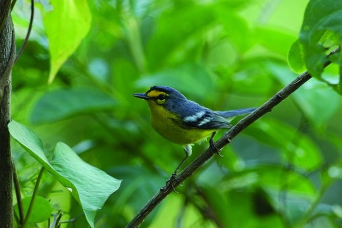 Bird Watching Tour in St Lucia - The ride from your hotel or cruise port