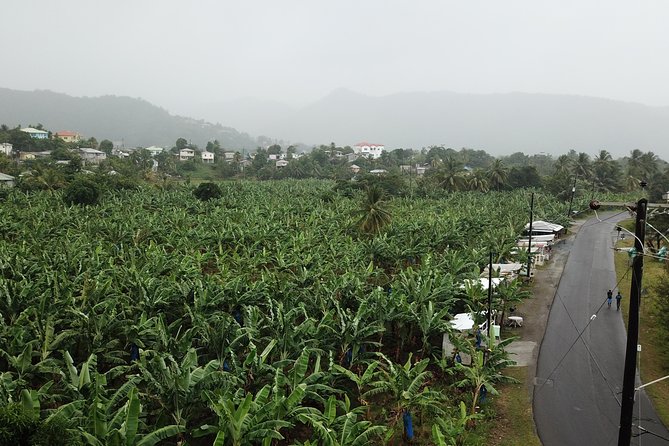 Cruise Excursions in St. Lucia - La Soufriere Drive-In Volcano and the mud bath