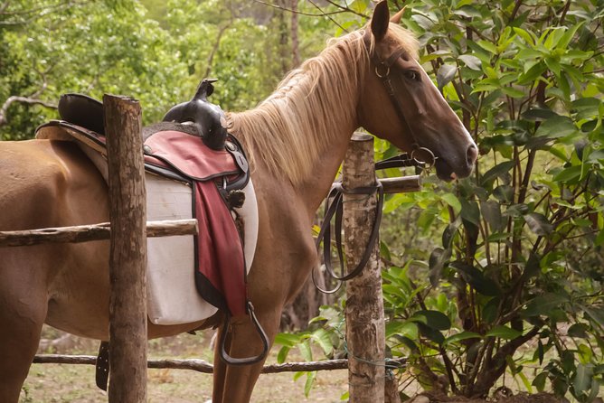 East Coast Horseback Riding & Waterfall Excursion - How the guides shape the day