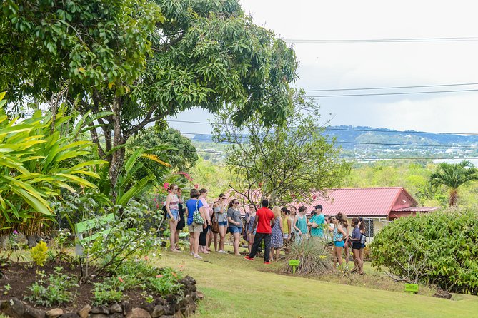 Essence of St Lucia Heritage Experience - The garden walk: plants you can see, smell, and handle