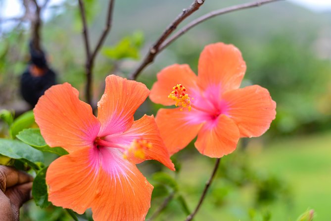 Essence of St Lucia Heritage Experience - The tasting is more than a quick drink