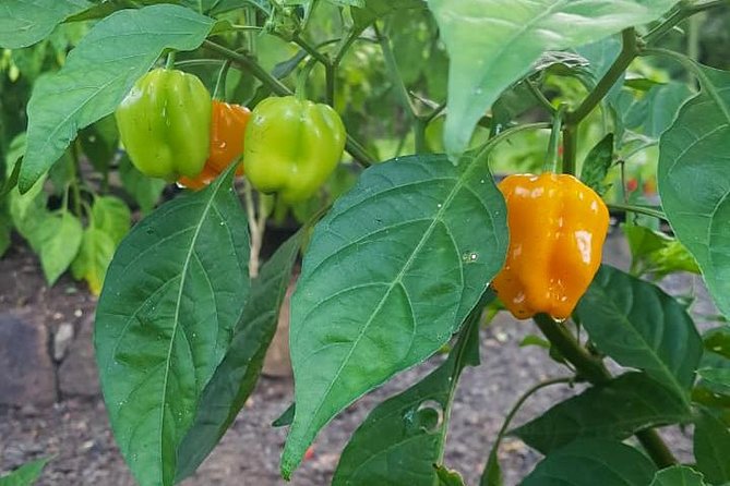 Flavors of St Lucia Culinary Experience - Tasting as you go makes the class feel like lunch