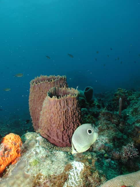 From Castries: St. Lucia Scuba Diving Excursion - Anse Cochon: wrecks in a sheltered reserve