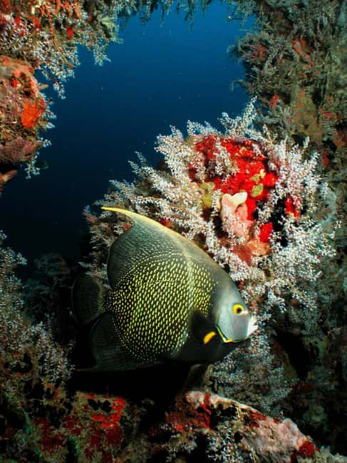 From Castries: St. Lucia Scuba Diving Excursion - How the two tank format works for you