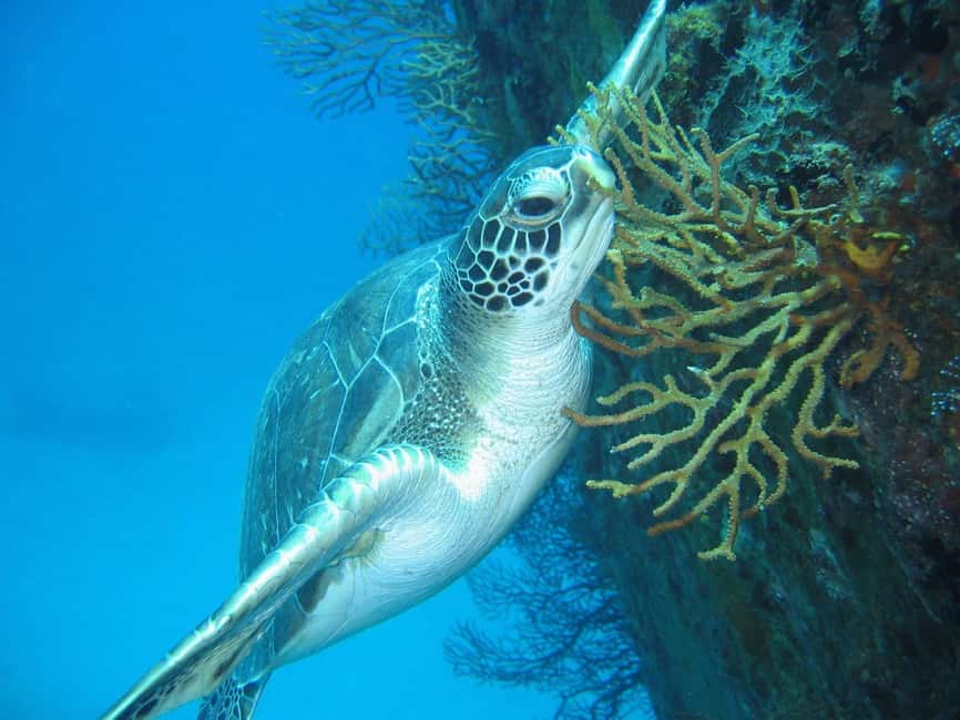 From Castries: St. Lucia Scuba Diving Excursion - Who should book this St. Lucia scuba outing