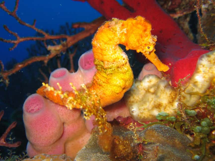 From Castries: St. Lucia Scuba Diving Excursion - What makes the marine reserve setting useful