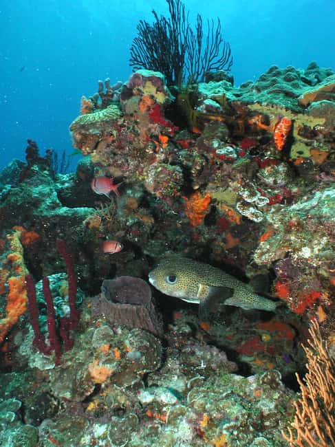 From Castries: St. Lucia Scuba Diving Excursion - Soufriere’s walls, pinnacles, and drift routes