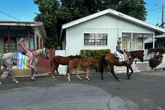 Gros Islet Village Horseback Riding run with Dore's riding Stable - The horse swim is the real highlight