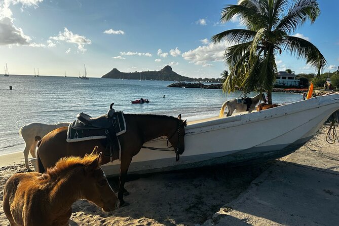 Gros Islet Village Horseback Riding run with Dore's riding Stable - Who will get the most from this ride