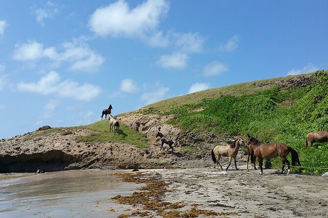 Horseback Riding Adventure Tour in St. Lucia - Safety instructions and meeting your horse