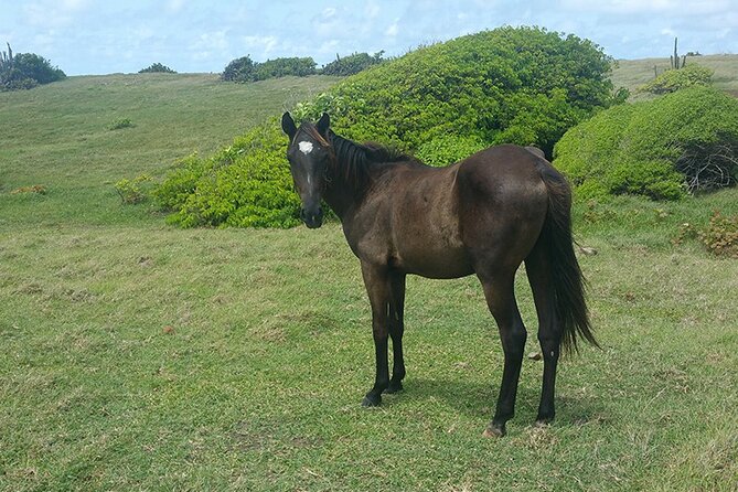 Horseback Riding Adventure Tour in St. Lucia - What the changing scenery adds