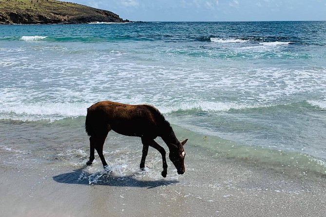 Private Advanced Horseback Beach Ride with Sandy Hoofs St. Lucia - The possible horse swim