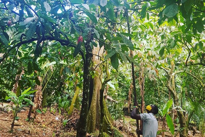 Private Chocolate Making Class - Why cacao matters in St Lucia
