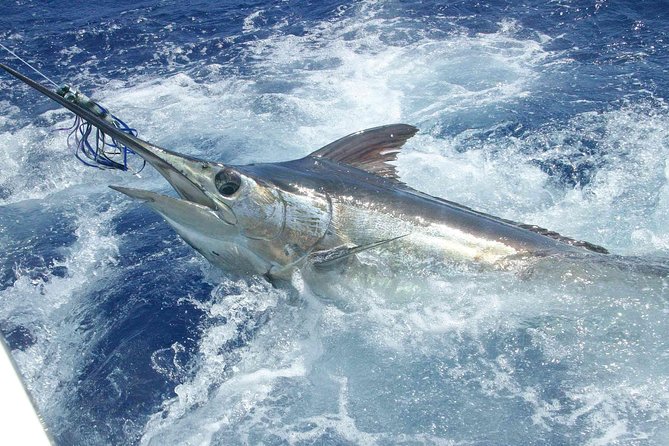 Private Fishing in St Lucia Charters - Why this private charter is different