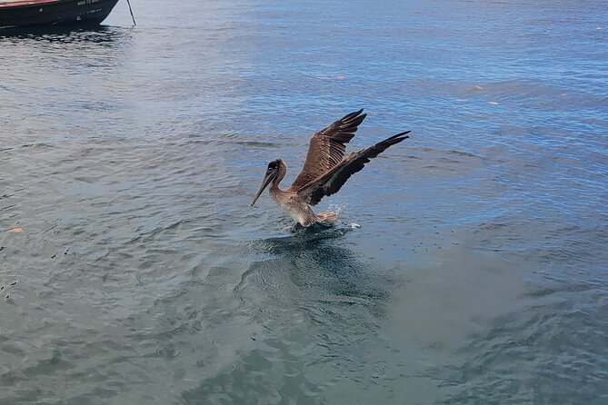 Private Full Day Snorkel Soufriere Charter - Sulphur Springs and the mineral mud bath