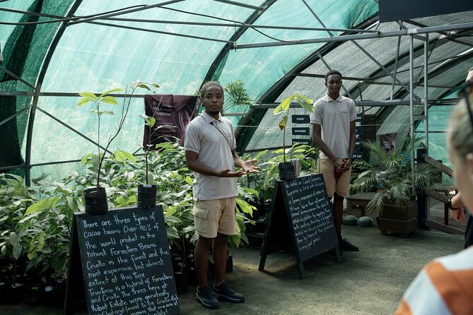 Project Chocolat Tree to Bar Tour at Hotel Chocolat Saint Lucia - Getting there and planning your time
