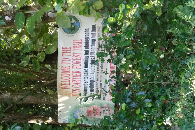 Rain forest and Bird watching - A five-hour change of pace from Soufriere