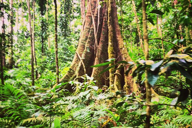 Rain forest and Bird watching - A waterfall or a swim at Marigot Bay beach