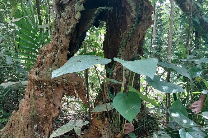 Rain forest and Bird watching - What the $65 price really covers