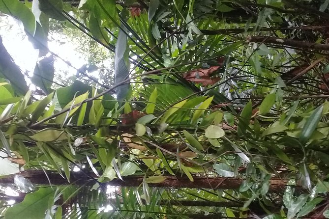 Rain forest and Bird watching - Walking through St. Lucia’s primary rain forest