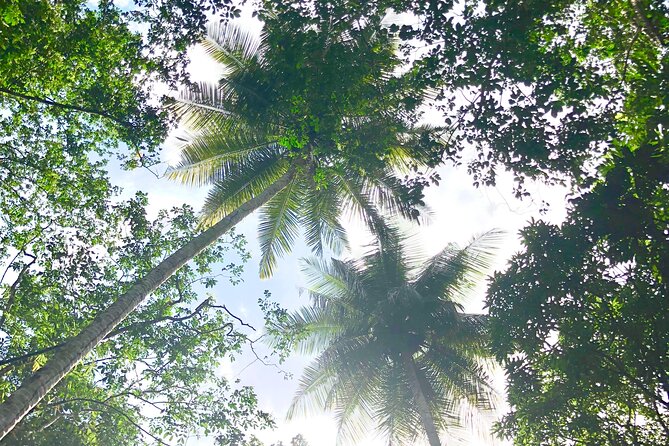 Rainforest Hike and Waterfall Safari - Who should book this outing