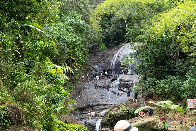 Rainforest Hike and Waterfall Safari - The rainforest trail to Venus Estate Waterfall