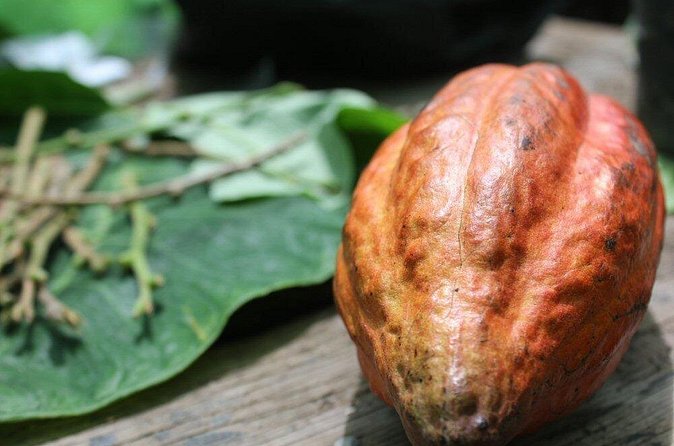 Rum & Chocolate Tasting Tour : Journey into Flavor - When the backup rum tasting matters