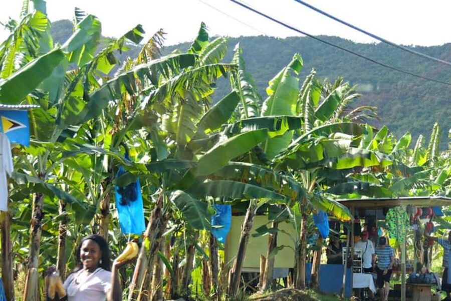 Saint Lucia Island Tour All Inclusive With Lunch - Guides, transport, and the human side of the day