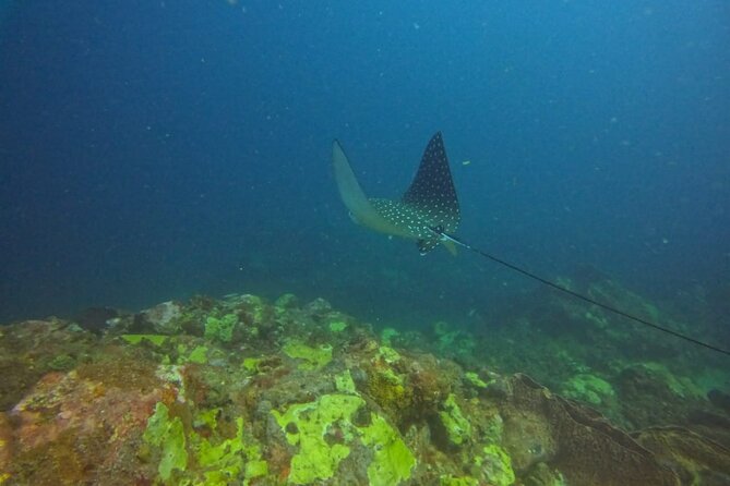 Snorkeling at Pigeon Island - Who should book this snorkeling session?
