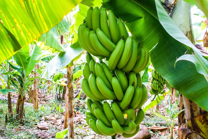 Soufriere Island Delight - Should you book Soufriere Island Delight?