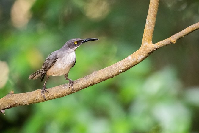St. Lucia Aerial Tram Tour at Rainforest Adventures - What your naturalist guide adds to the ride