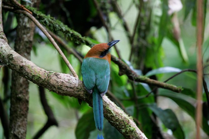 St. Lucia Aerial Tram Tour at Rainforest Adventures - The optional 20-minute fern trail