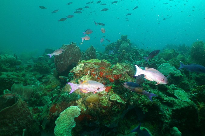 St Lucia Beginner Scuba Diving Tour - Starting at Marigot Bay at 10 a.m.