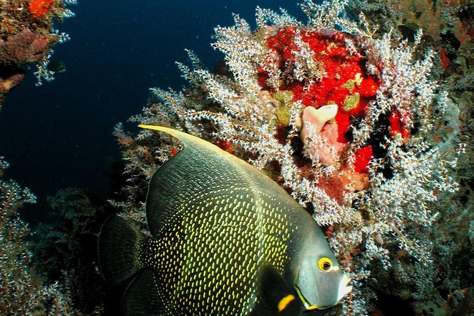 St Lucia Certified Scuba Diving Tour - Key points for your St. Lucia scuba day