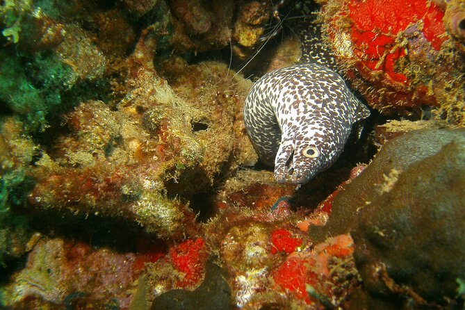 St Lucia Certified Scuba Diving Tour - Shipwrecks at Anse Cochon