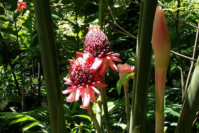 St Lucia Diamond Mineral and Mud Baths Plus Waterfall Adventure - Creole lunch adds real value