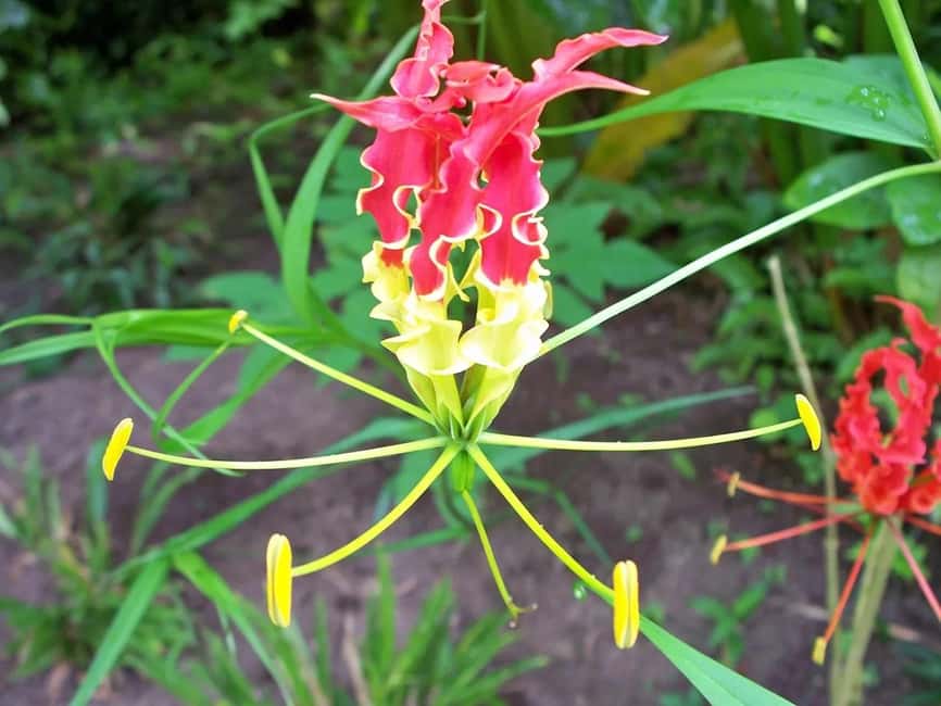 St. Lucia: Drive-in Volcano, Waterfall and Garden Day Trip - Sulphur Springs and the drive-in volcano