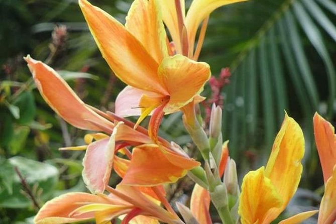 St Lucia Northern Island Tour - A gentle introduction to northern St. Lucia