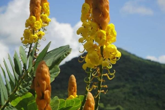 St Lucia Northern Island Tour - Gardens and the mini forest area