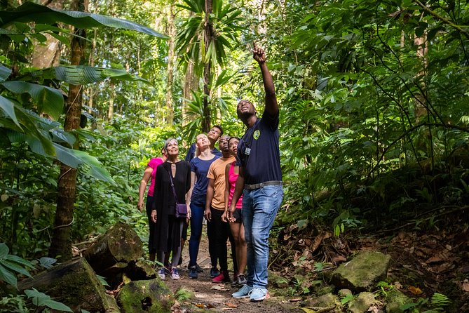 St Lucia Ultimate 3: Aerial Tram, Zipline and Hiking at Rainforest Adventures - The 20-minute walk to the canopy course