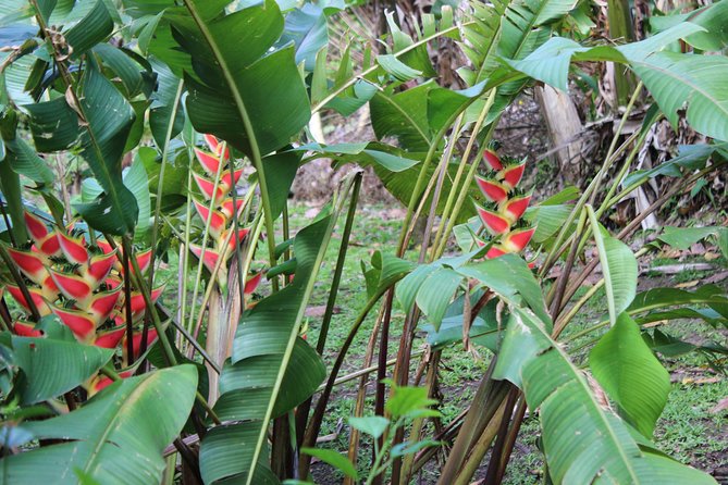 The Best of Saint Lucia Tour - What is included, and what you still need