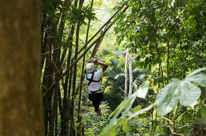 Treetop Canopy Adventure - The refreshments at the end