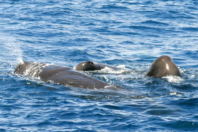 Whale and Dolphin Watching Cruise in St Lucia - Key points to know before you go