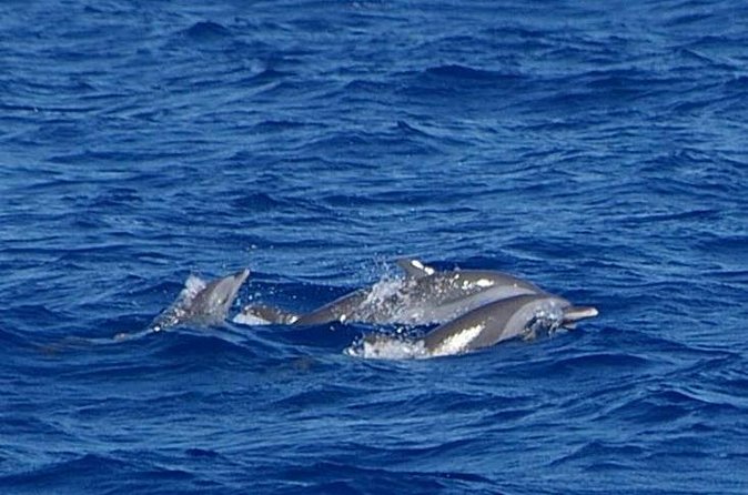 Whale and Dolphin Watching Cruise in St Lucia - Drinks, snacks, and the long ride back