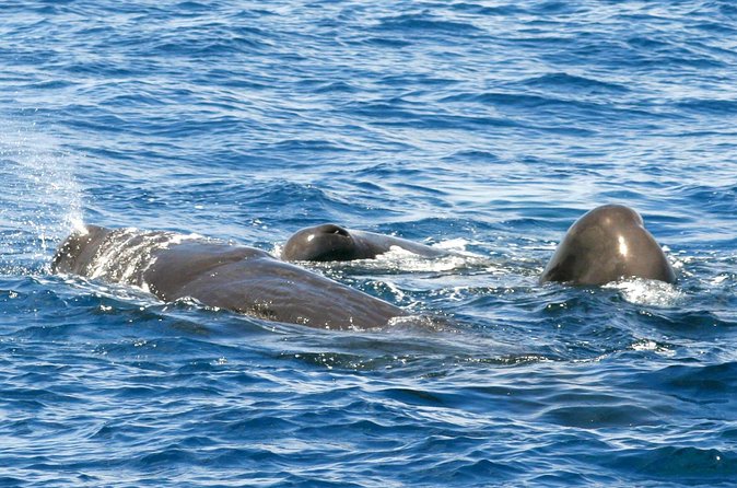 Whale and Dolphin Watching Cruise in St Lucia - Practical tips for a better morning