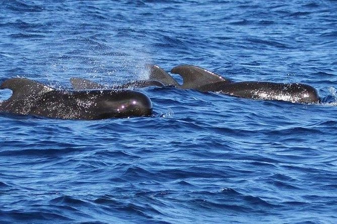 Whale and Dolphin Watching Cruise in St Lucia - Searching for sperm, humpback, and pilot whales