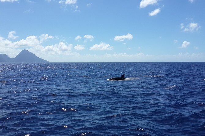 Whale Watching and Dolphin Spotting Cruise - Setting out from Choc at 8:00 am