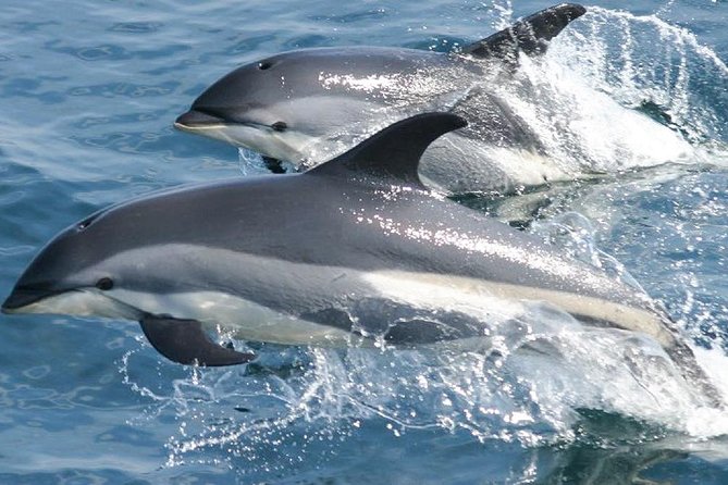 Whale Watching and Dolphin Spotting Cruise - St Lucia’s north coast from the water
