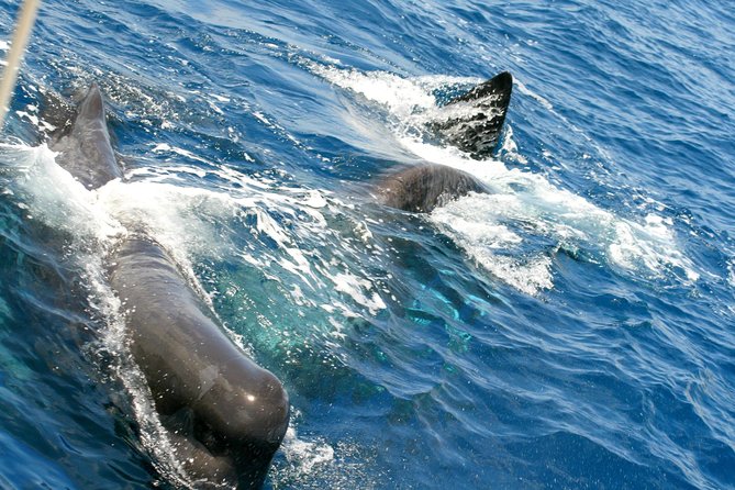 Whale Watching and Dolphin Spotting Cruise - Drinks, music, and the onboard mood